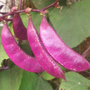 Xishuai Purple Hyacinth Bean Seeds, 10g