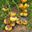 442 Dirty Curty Yellow Tomato, 5 Seeds