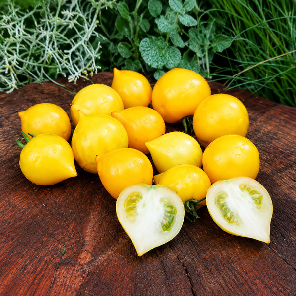 21 Lil' Peeps Micro Dwarf Tomato, 4 Seeds
