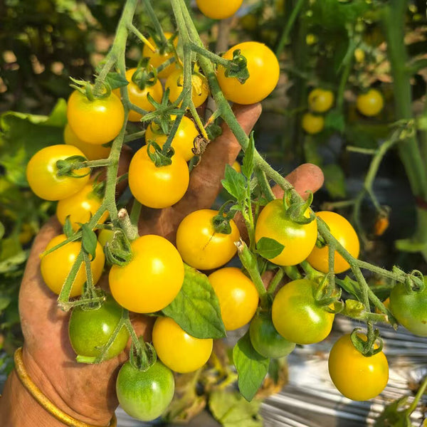 934 'Snow White' Cherry Tomato, 5 Seeds