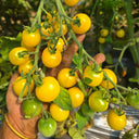 934 'Snow White' Cherry Tomato, 5 Seeds