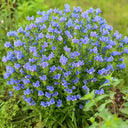 Viper's Bugloss Seeds, 200 Seeds