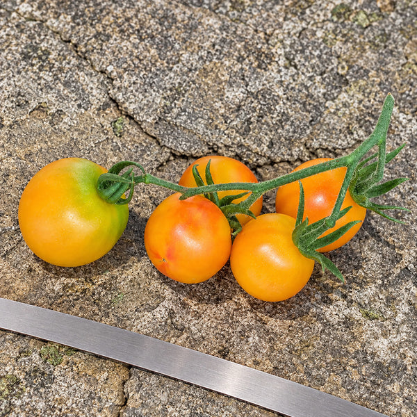 366 Marizol Magic Tomato, 5 Seeds