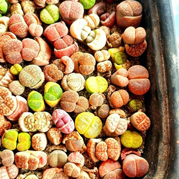 Mixed Lithops, 1000 Seeds
