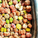 Mixed Lithops, 1000 Seeds