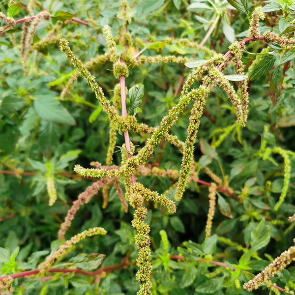 Spiny Amaranth Seeds, 100 Seeds