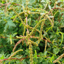 Spiny Amaranth Seeds, 100 Seeds