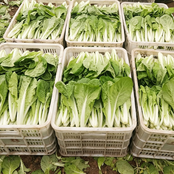 'Jiemei Golden Sweet' Bok Choy Seeds, 20g