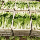 'Jiemei Golden Sweet' Bok Choy Seeds, 20g