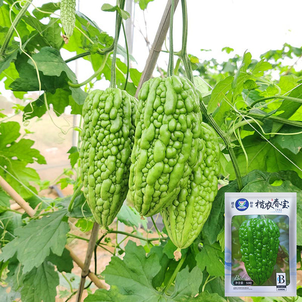 'Kainong Chunbao' Bitter Gourd Seeds, 50 Seeds