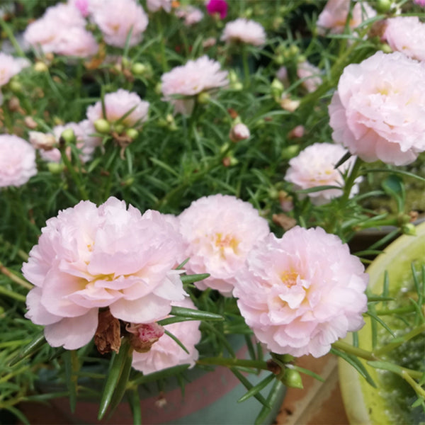 Hezhichun Pink Moss-Rose Purslane Seeds, 1g