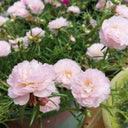 Hezhichun Pink Moss-Rose Purslane Seeds, 1g