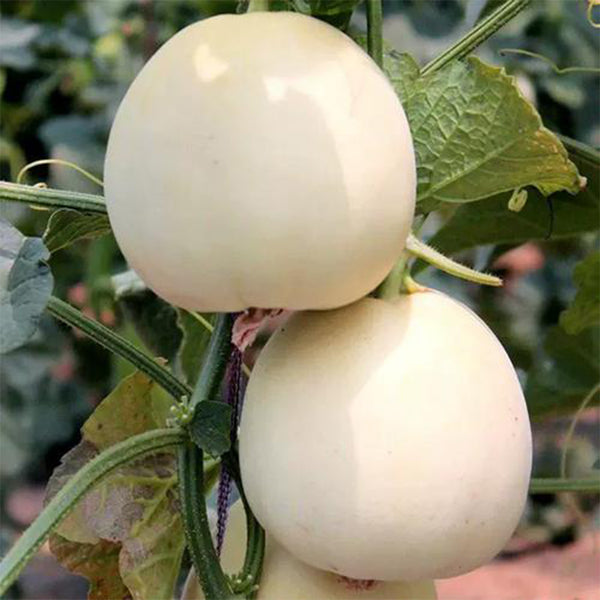 White Sweet Melon Seeds, 2g