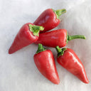 Syrian Has Goli Hot Pepper, 2~4 Seeds