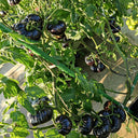 868 Brilliant Sun Tomato, 5 Seeds