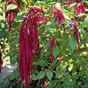 Red Love-Lies-Bleeding, 1000 Seeds