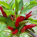 Tasty Upward-Growing Chili Pepper Seeds, 60 Seeds