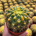 Variegated Gymnocalycium baldianum Live Cactus