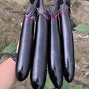 'Changza 216' Eggplant Seeds, 10g
