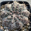 Gymnocalycium riojense, 3-4cm