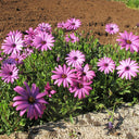 Pink African Daisy, 50 Seeds