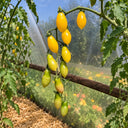 383 Ivory Tears Tomato, 5 Seeds