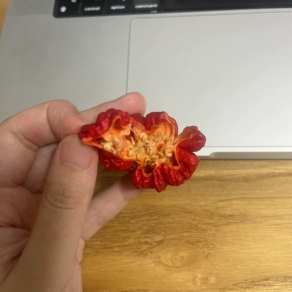 Dragon's Breath Pepper, 10 Seeds