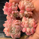Echeveria cv. 'Red Queen', 3pcs x 1-head