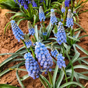 Mixed Color Grape Hyacinth, 50 Seeds