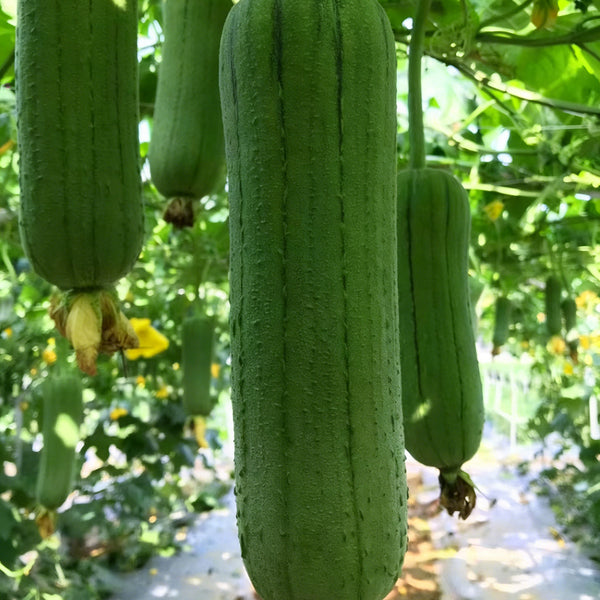 Chunyi Luffa, 20 Seeds