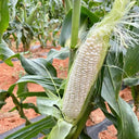 Jingbai Sweet-Waxy 968 Corn Seeds, 200g