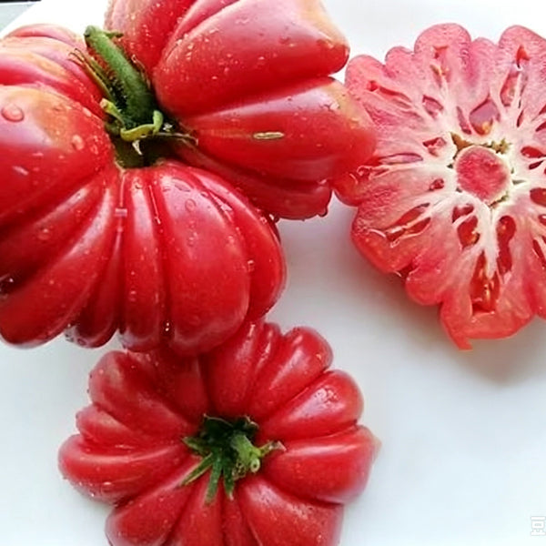 882 Shar Pei Tomato, 5 Seeds