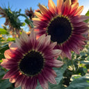 HEL25 Sunflower, 100 Seeds