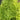 Big Speed Lettuce Seeds, 5g