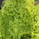 Big Speed Lettuce Seeds, 5g