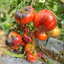 791 Rosleyna Tomato, 5 Seeds