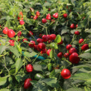 Pearl Ornamental Pepper Seeds, 200 Seeds