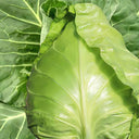 Oxheart Cabbage Seeds, 100 Seeds