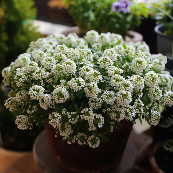 White Sweet Alyssum, 1g