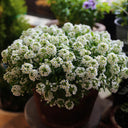White Sweet Alyssum, 1g