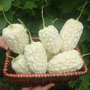 Apple-Type Bitter Melon Seeds, 5 Seeds
