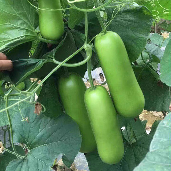 'Zhepu No.9' Bottle Gourd Seeds, 10g