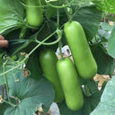 'Zhepu No.9' Bottle Gourd Seeds, 10g