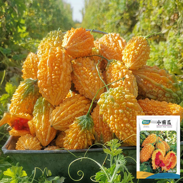 Small Spiny Bitter Melon Seeds, 10 Seeds