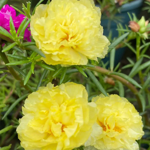 Hezhichun Yellow Moss-Rose Purslane Seeds, 1g