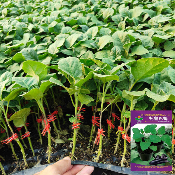 Tuolubamu Eggplant Rootstock Seeds, 5g