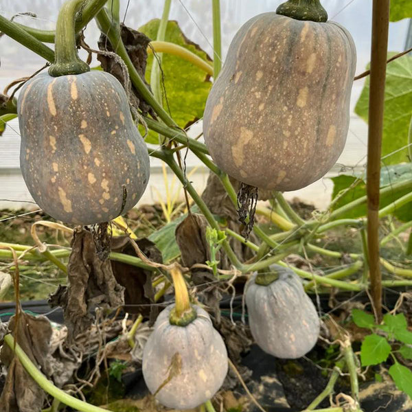 Honey Aroma Mini Pumpkin, 5 Seeds