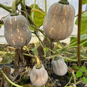 Honey Aroma Mini Pumpkin, 5 Seeds