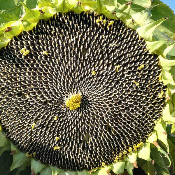 Large-seeded Edible Sunflower Seeds, 10g