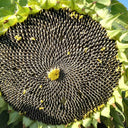 Large-seeded Edible Sunflower Seeds, 10g